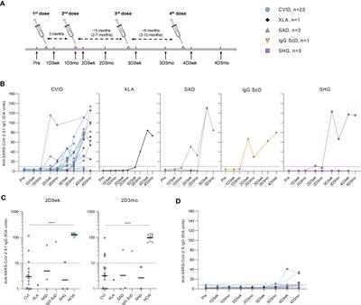 T cell immunity following COVID-19 vaccination in adult patients with primary antibody deficiency – a 22-month follow-up